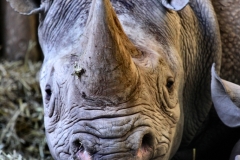 Chester_Zoo_5_2632