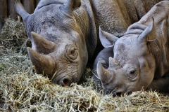 Chester_Zoo_5_2719