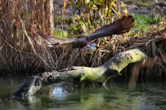 Chester_Zoo_5_2839