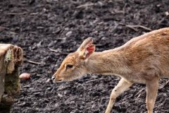 Chester_Zoo6_0018