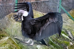 Chester_Zoo6_0034