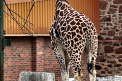 Chester_Zoo6_0058