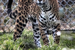 Chester_Zoo6_0083