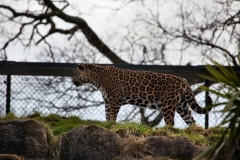 Chester_Zoo6_0101