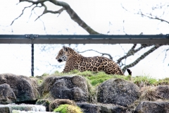 Chester_Zoo6_0125