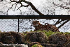 Chester_Zoo6_0179