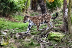 Chester_Zoo6_0201