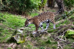 Chester_Zoo6_0202