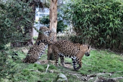 Chester_Zoo6_0224