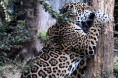 Chester_Zoo6_0244