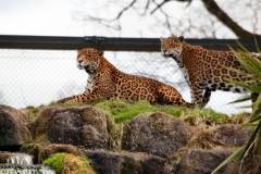 Chester_Zoo6_0342