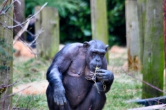 Chester_Zoo6_0492
