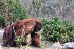 Chester_Zoo6_0576