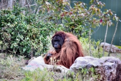 Chester_Zoo6_0609