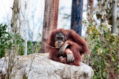 Chester_Zoo6_0711