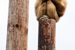 Chester_Zoo6_0747