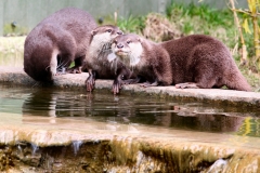 Chester_Zoo6_0819