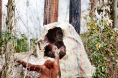 Chester_Zoo6_0849