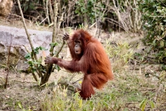 Chester_Zoo6_0881