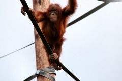 Chester_Zoo6_0917