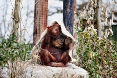 Chester_Zoo6_0941