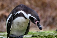 Chester_Zoo6_0989