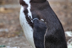Chester_Zoo6_1008