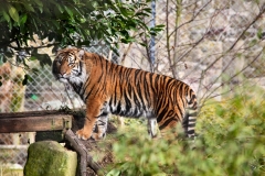 Chester_Zoo6_1251