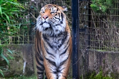 Chester_Zoo6_1293