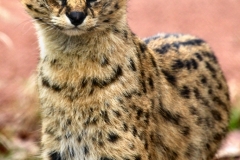 Chester_Zoo6_1559