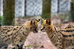 Chester_Zoo6_1573