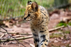 Chester_Zoo6_1634