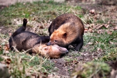 Chester_Zoo6_1706