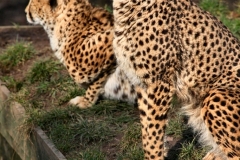 Chester_Zoo6_1967
