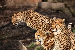 Chester_Zoo6_2016