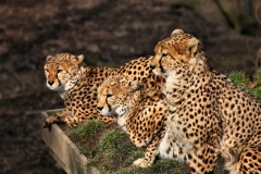 Chester_Zoo6_2043
