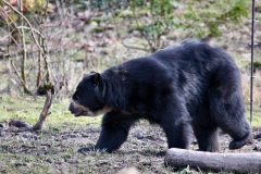 Chester_Zoo6_2124