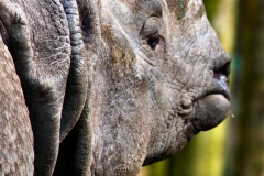 Chester_Zoo6_2225