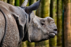 Chester_Zoo6_2255