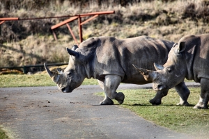 2010-03-13---Longleat---Day-1