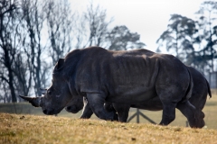 Longleat_Day1_0035