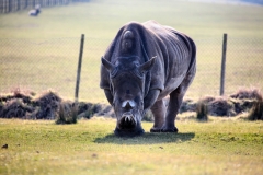 Longleat_Day1_0078