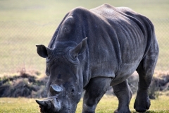 Longleat_Day1_0114