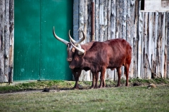 Longleat_Day1_0254