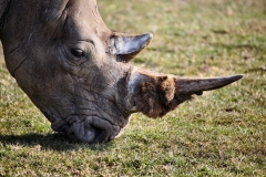 Longleat_Day1_0555