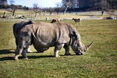 Longleat_Day1_0603