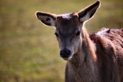 Longleat_Day1_0644