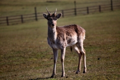 Longleat_Day1_0656