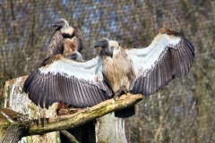 Longleat_Day1_0783