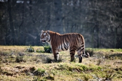 Longleat_Day1_0878